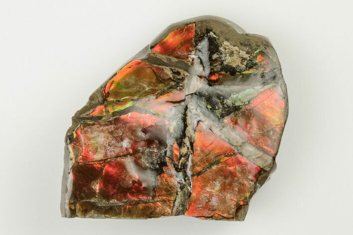 1.35" Iridescent Ammolite (Fossil Ammonite Shell) - Alberta, Canada